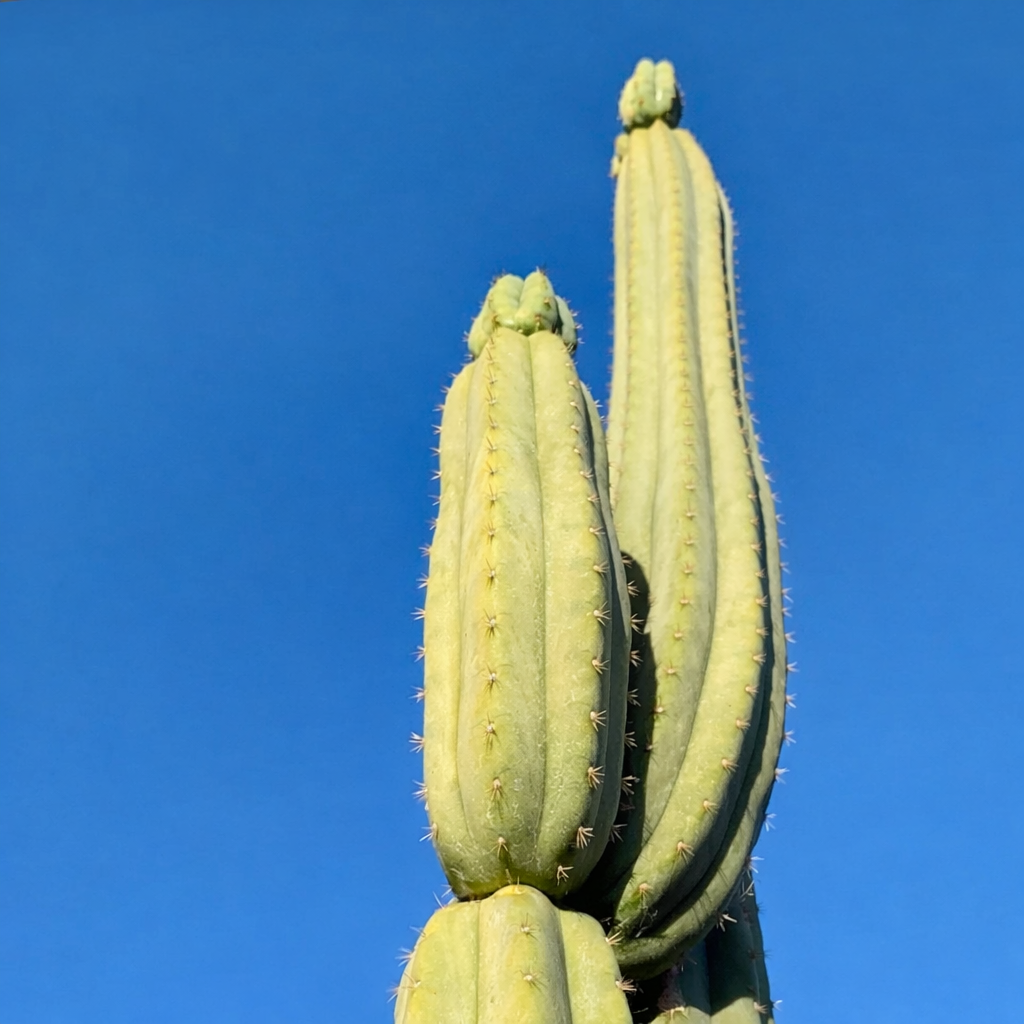 Trichocereus peruvianus alto cactus colonnare con coste verde chiaro e piccole spine contro il cielo azzurro