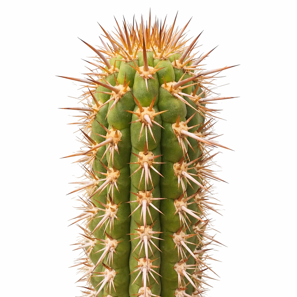 Trichocereus skottsbergii tall green cactus with dense long orange spines succulent specimen