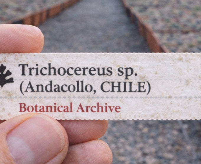 Etichetta piantina stampata per Trichocereus sp. (Andacollo, CILE) tenuta a mano all'aperto