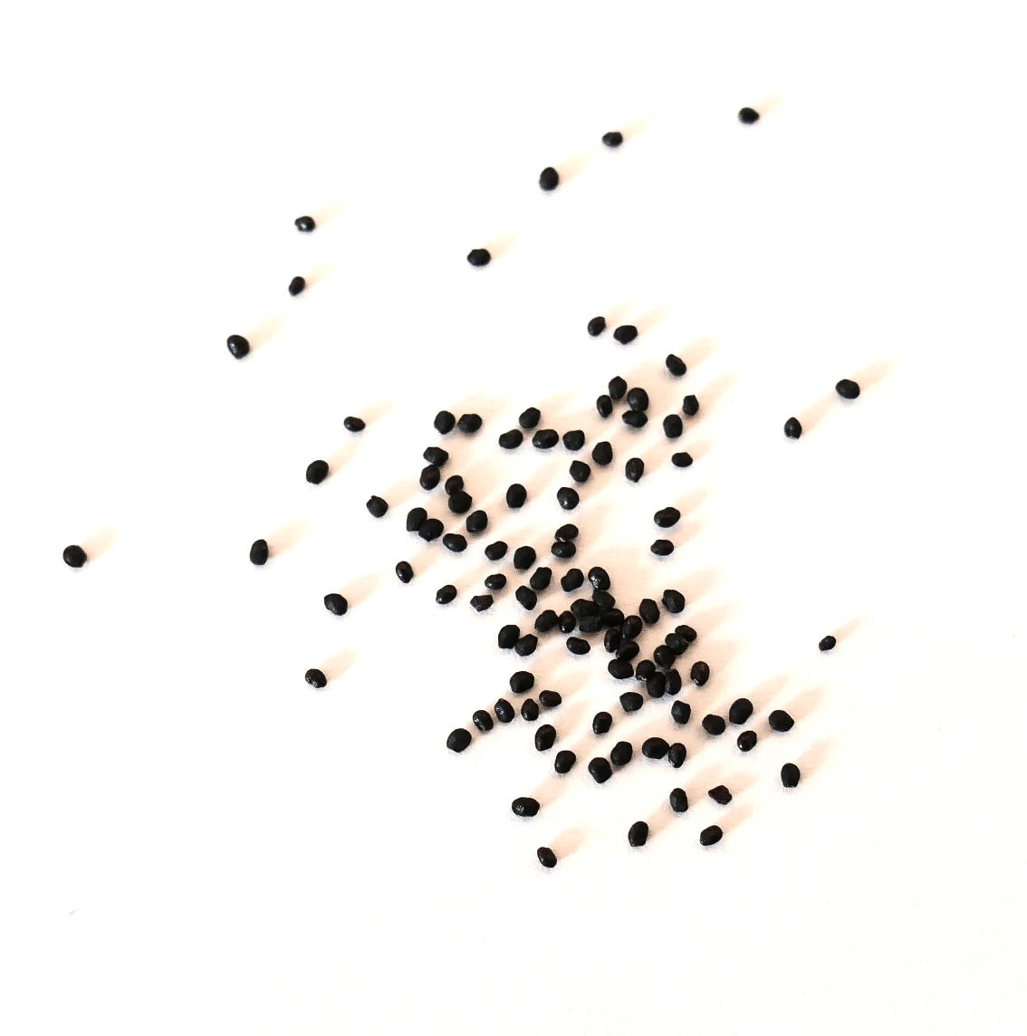 Trichocereus thelegonus small black cactus seeds scattered on white background