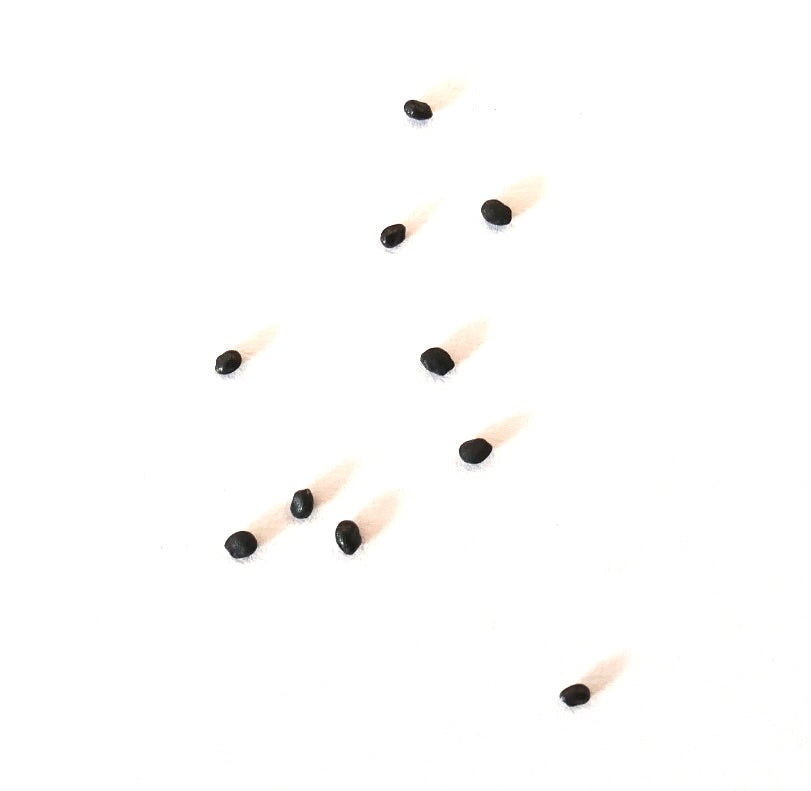 Trichocereus thelegonus cactus seeds scattered on white background