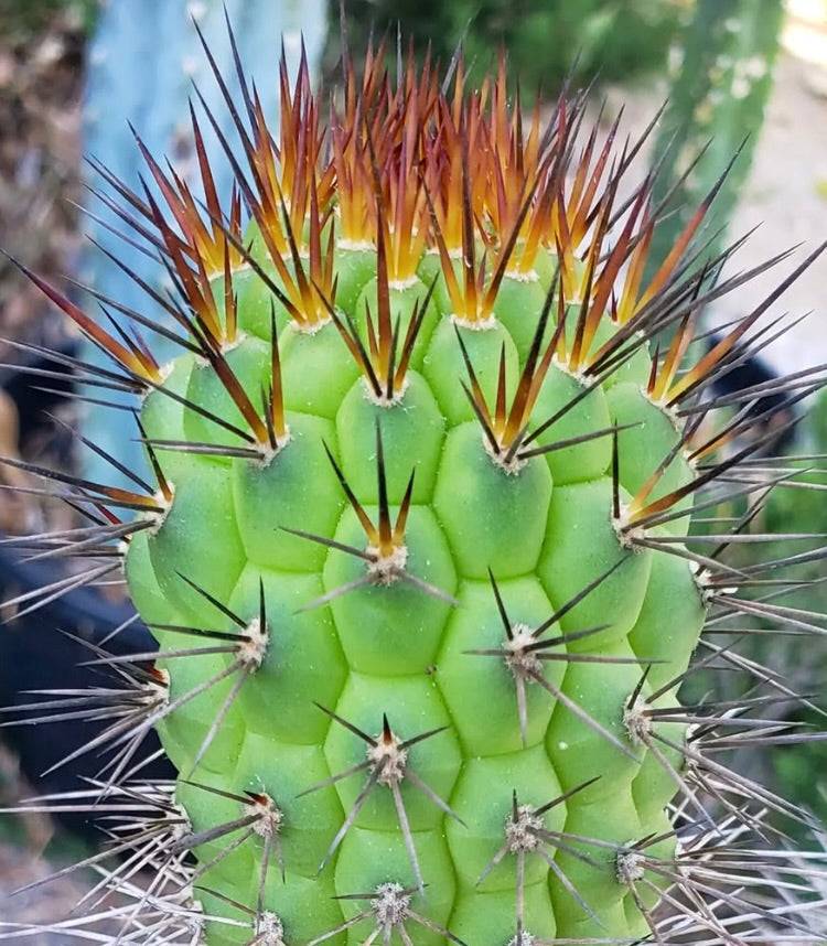 Trichocereus thelegonus cactus with green ribbed body and sharp orange-tipped spines