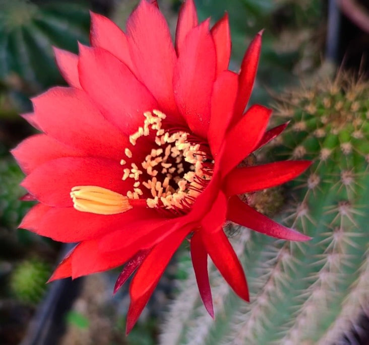 Trichocereus vatteri bright red cactus flower with yellow stamens and spiny green stem