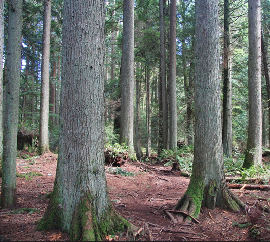 Tsuga heterophylla 50-90cm | Western hemlock | Pacific hemlock