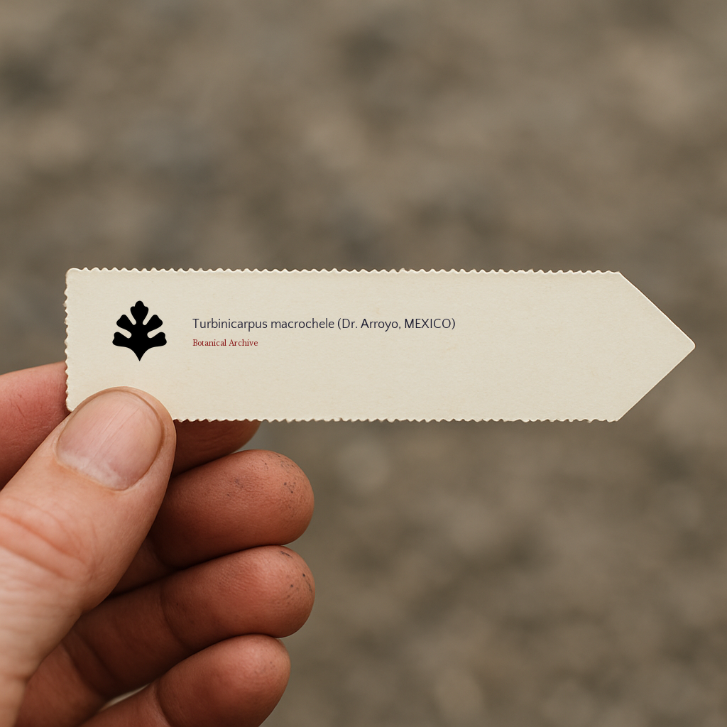 Printed plant label for Turbinicarpus macrochele with botanical archive logo held by hand
