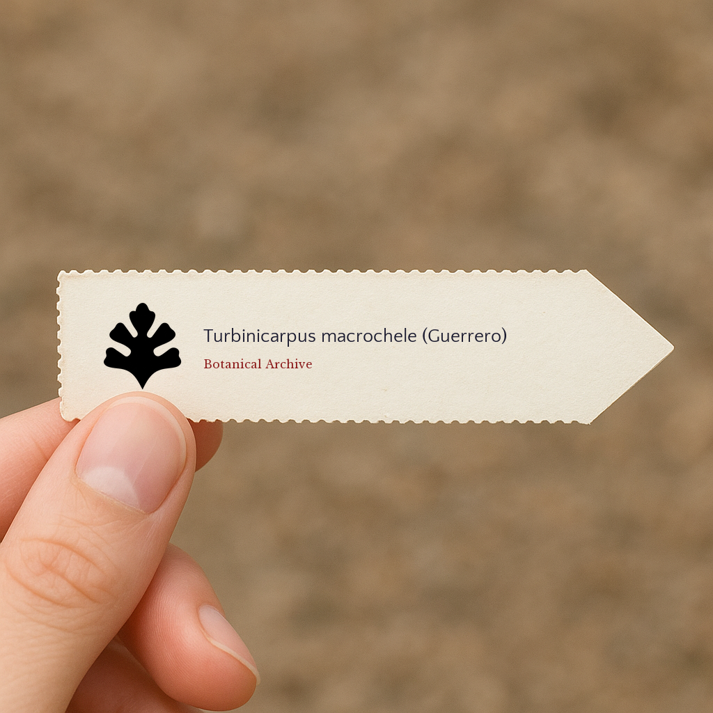 Printed plant label for Turbinicarpus macrochele (Guerrero) with botanical archive logo