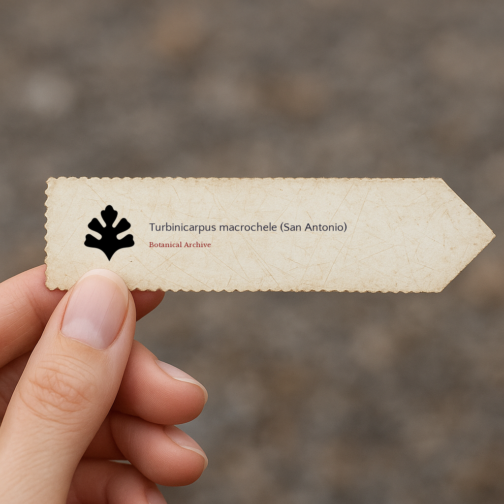 Printed plant label for Turbinicarpus macrochele (San Antonio) with botanical archive logo