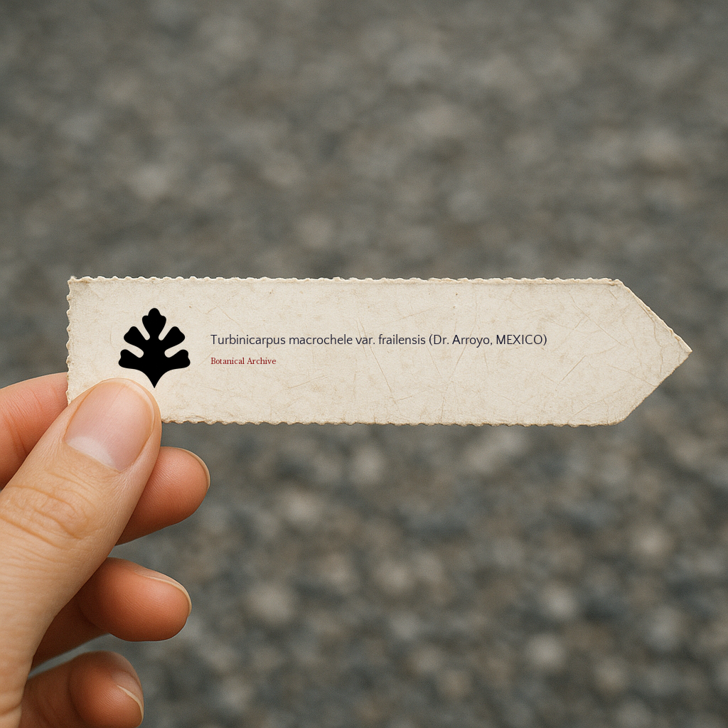 Printed plant label for Turbinicarpus macrochele var. frailensis held by hand outdoors