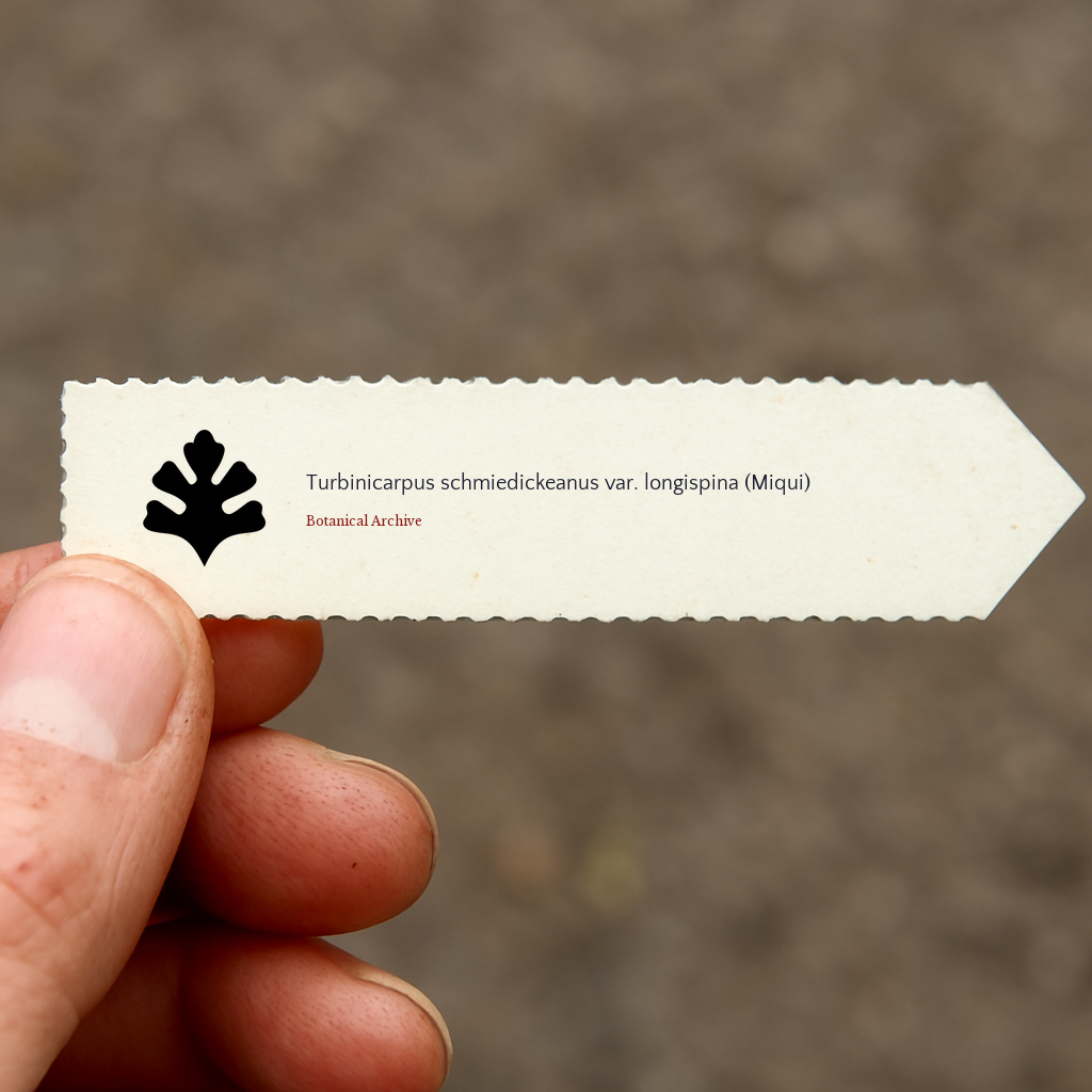 Printed plant label for Turbinicarpus schmiedickeanus var. longispina held by hand