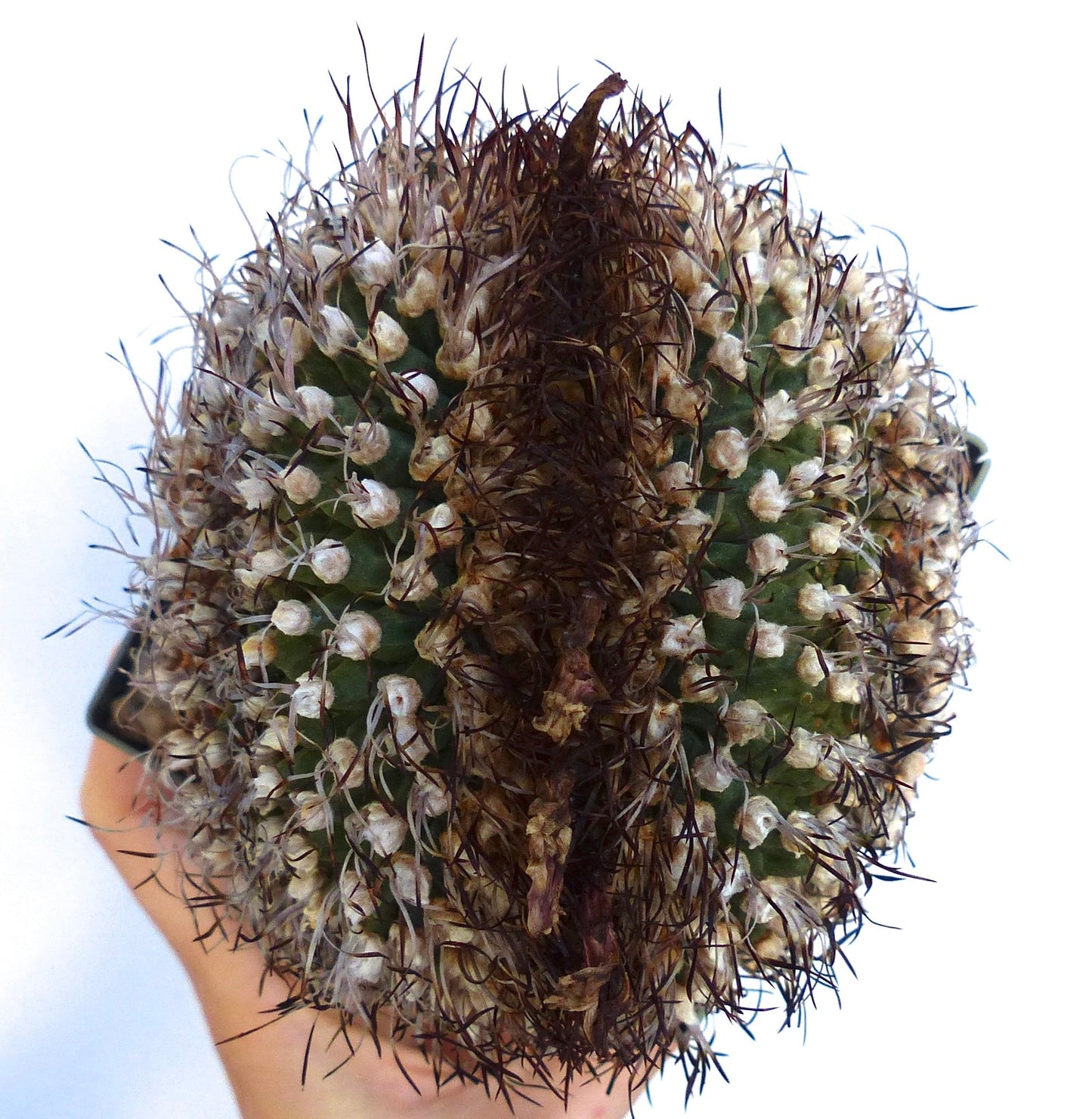 Turbinicarpus alonsoi crestata raro cactus con dense areole bianche e spine scure
