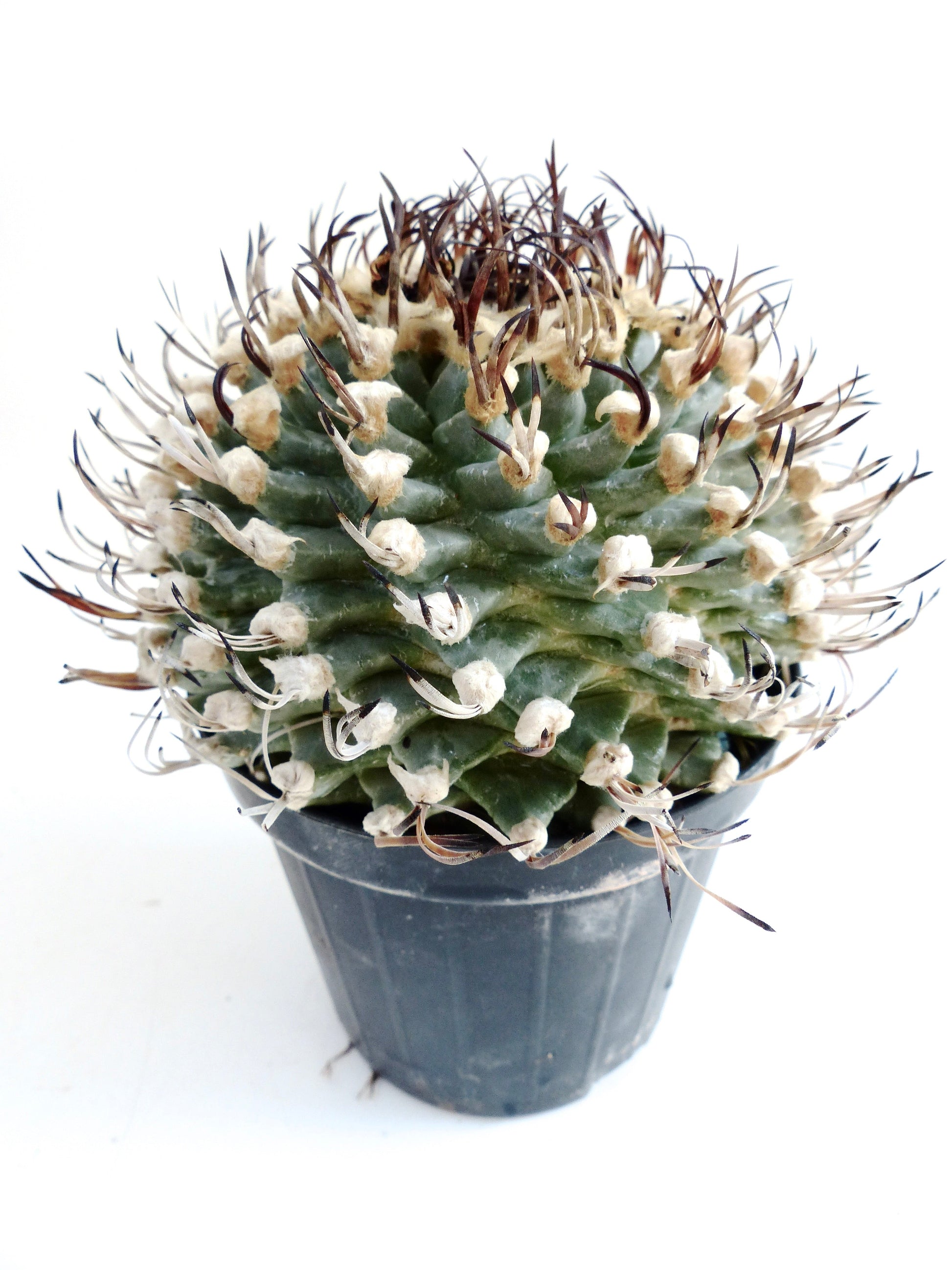 Turbinicarpus alonsoi rare small cactus with curved dark spines in black plastic pot