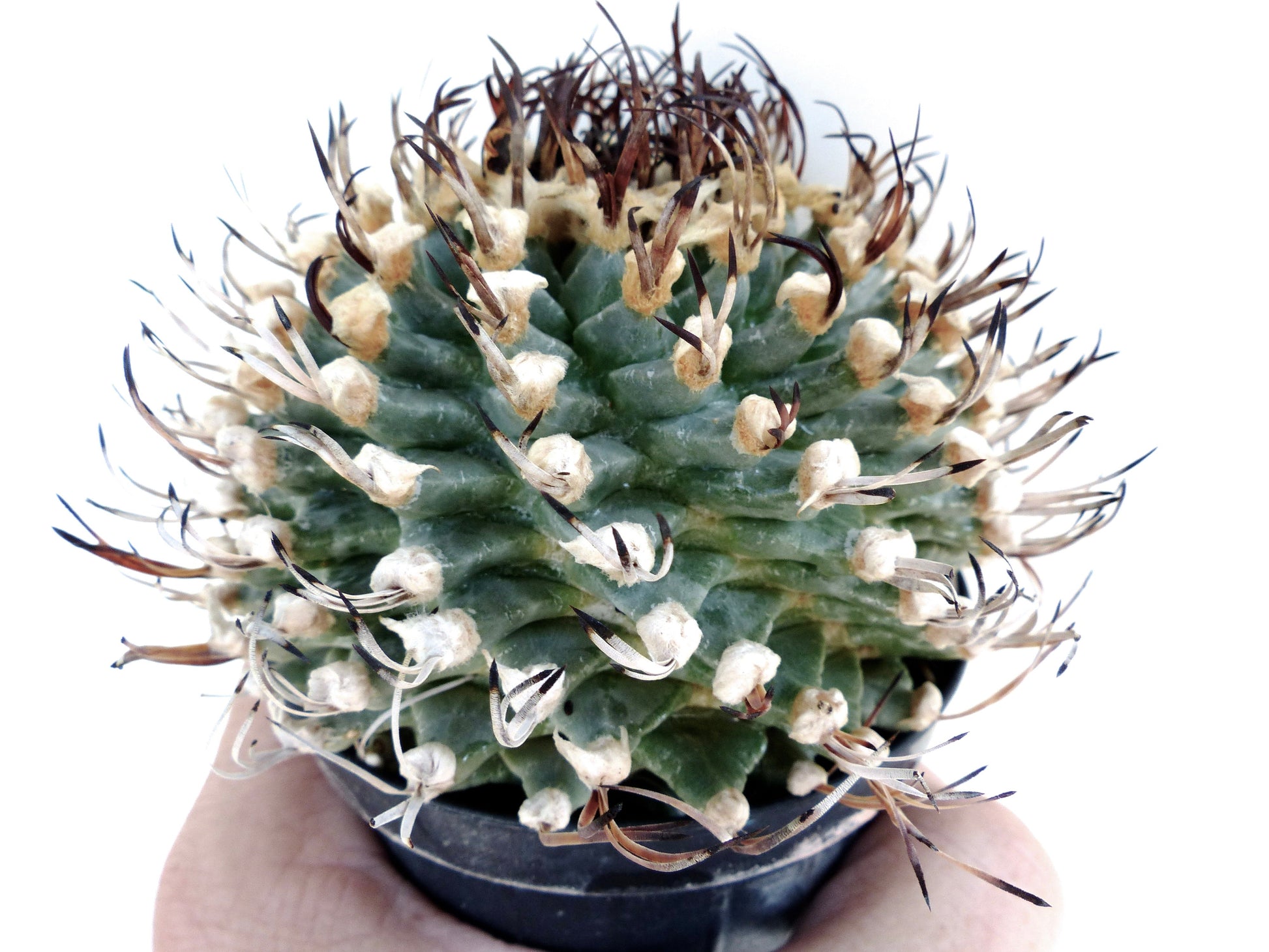 Turbinicarpus alonsoi rare small cactus with curved dark spines in black pot