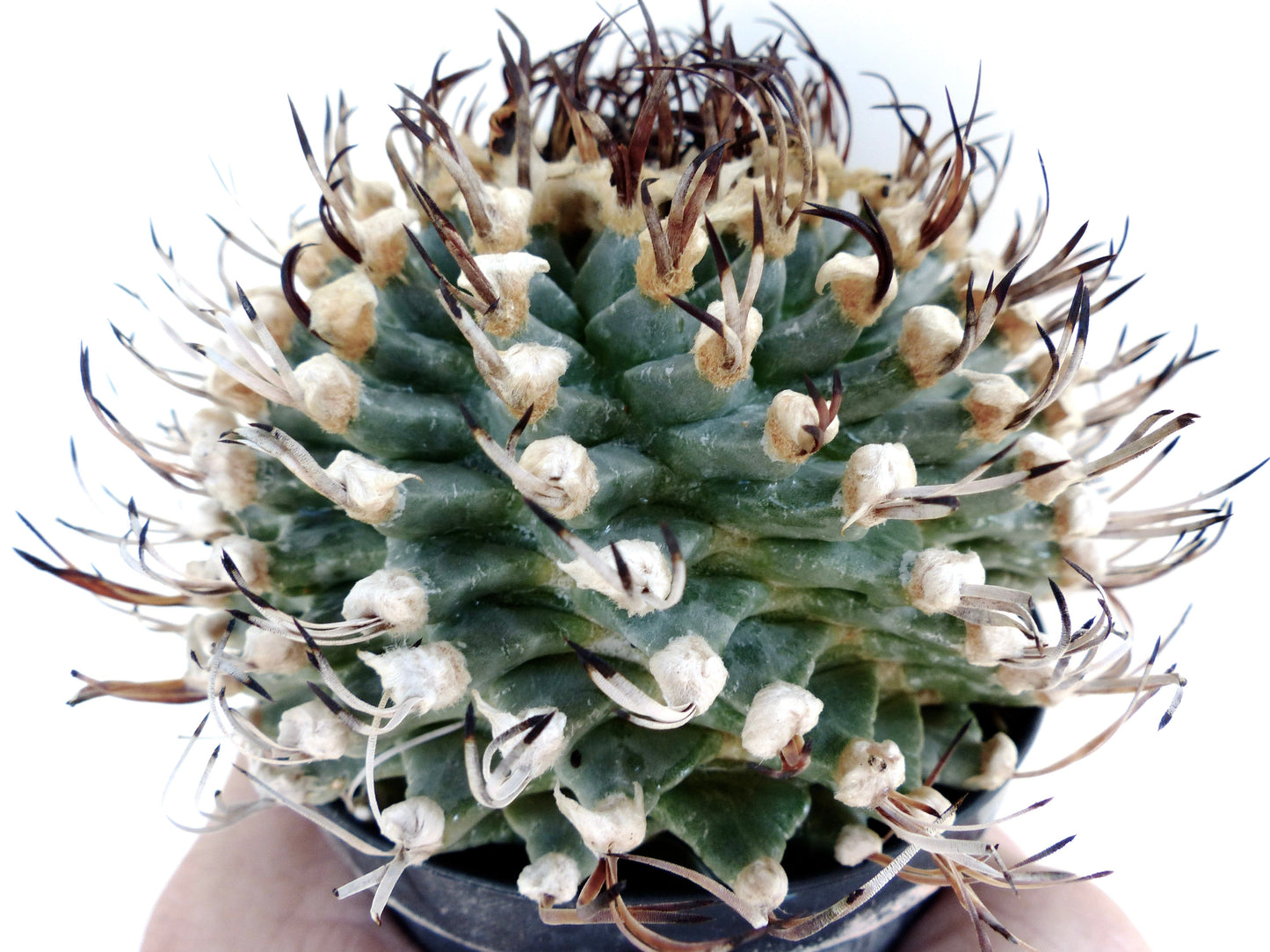 Turbinicarpus alonsoi rare succulent cactus with dense white wool and dark hooked spines