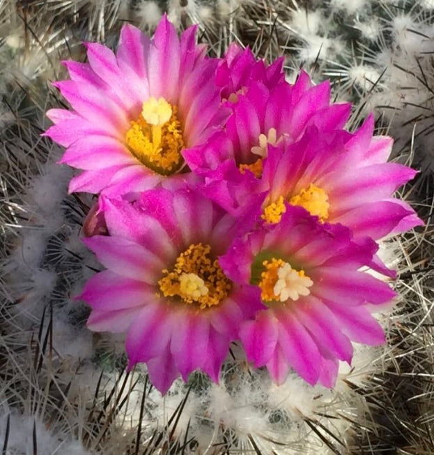Turbinicarpus booleanus cactus with vibrant pink and yellow flowers and white spines