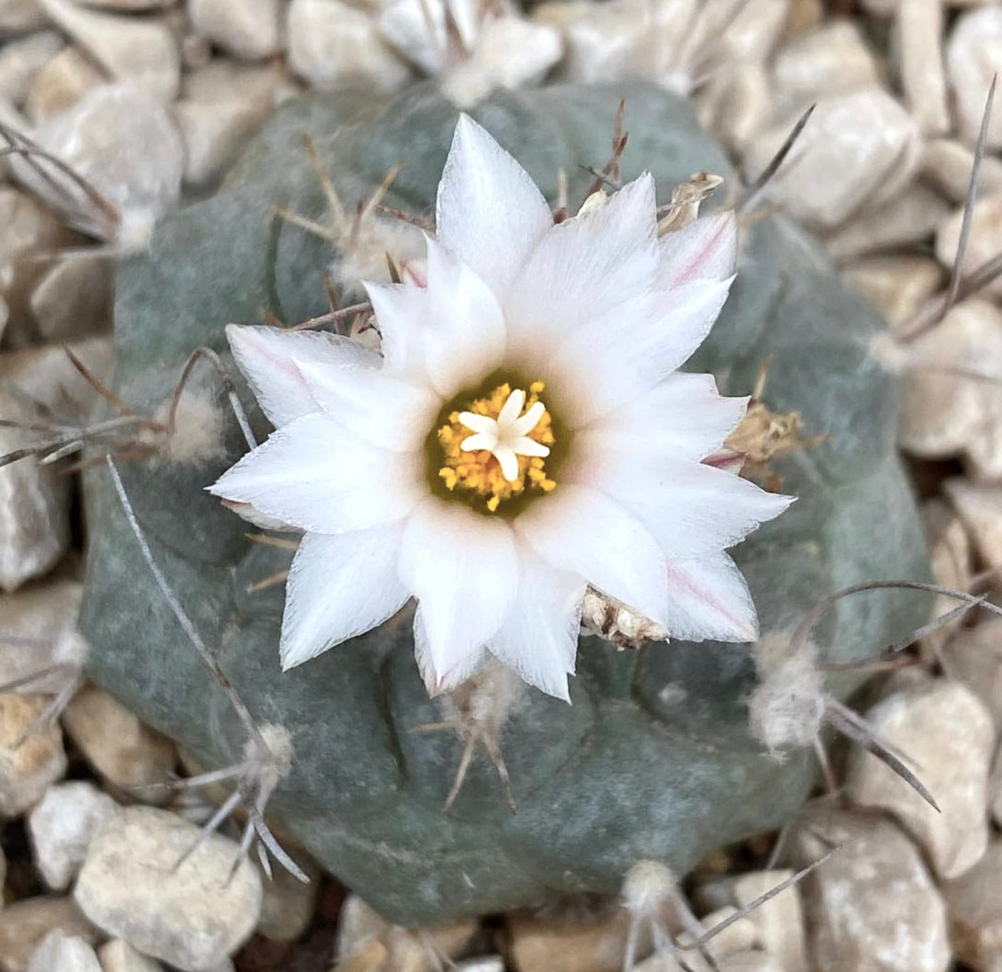 Turbinicarpus hoferi piccolo cactus verde-grigio con fiore bianco a forma di stella e centro giallo