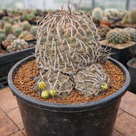 Turbinicarpus klinkerianus cactus succulento con spine curve e piccoli boccioli di fiore gialli in vaso