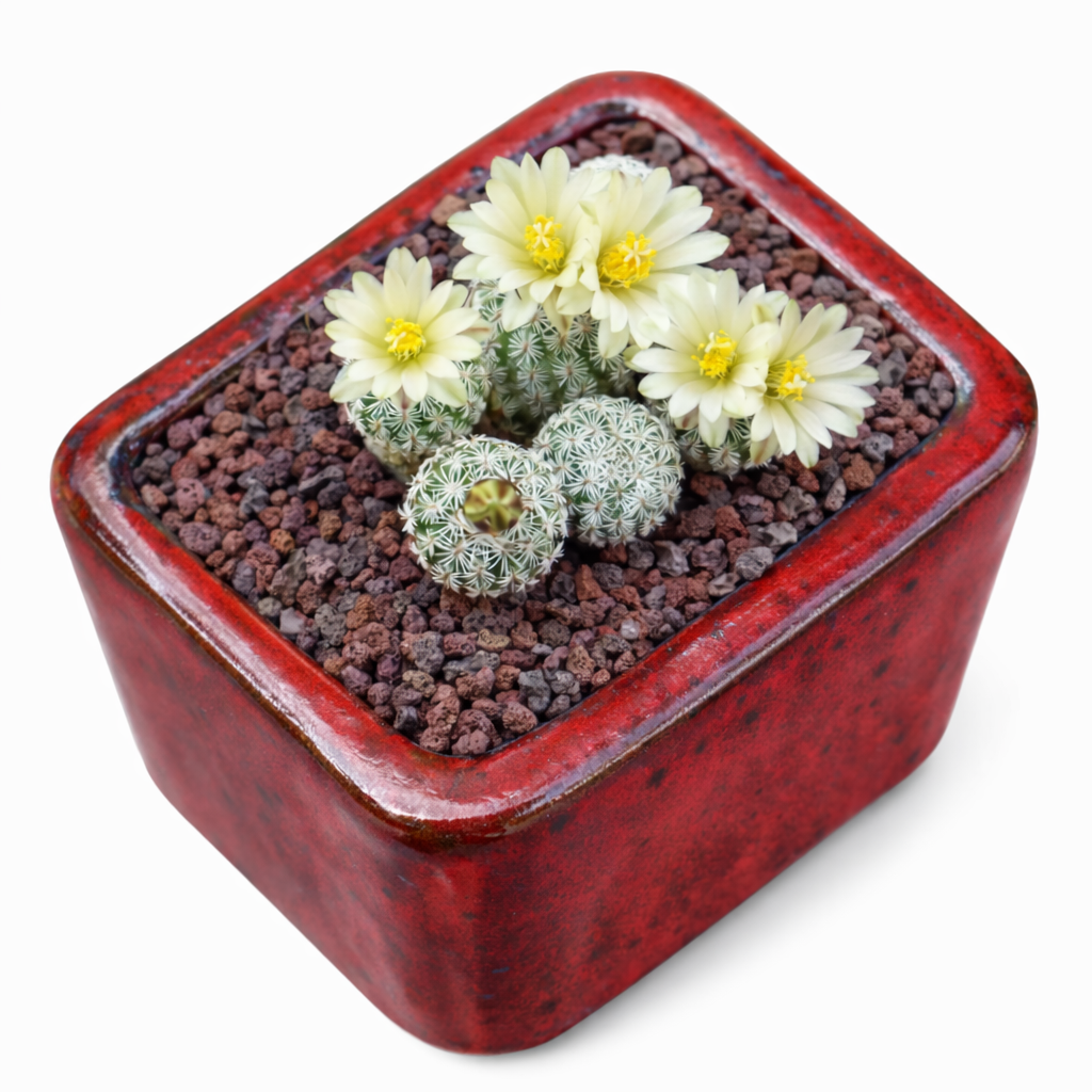 Turbinicarpus krainzianus piccolo cactus fiorito con fiori bianco-gialli in vaso rosso