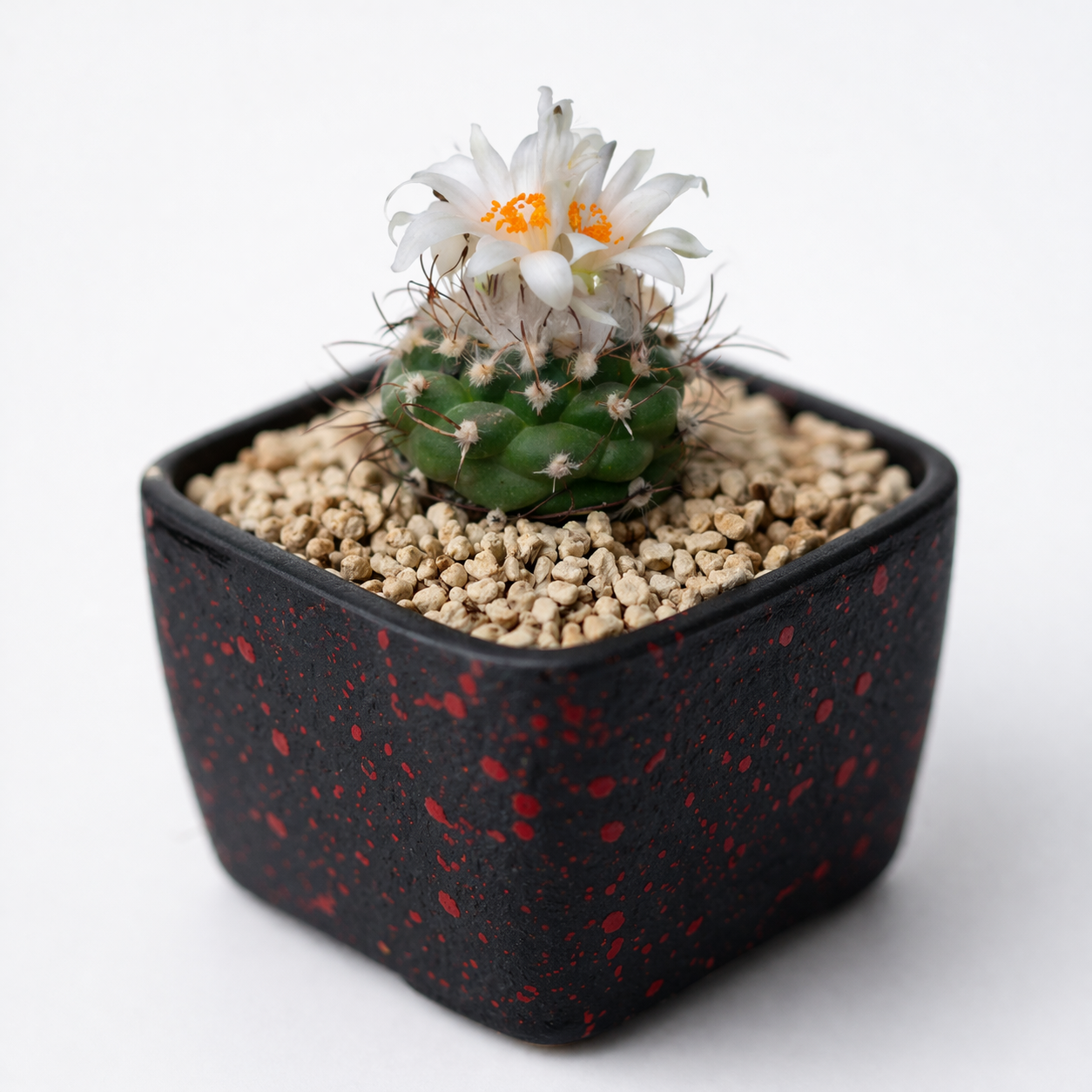 Turbinicarpus lophophorioides small cactus with white flowers in black speckled pot