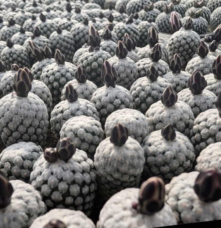 Turbinicarpus valdezianus raro cactus succulento con tubercoli bianchi densi e boccioli di fiori scuri