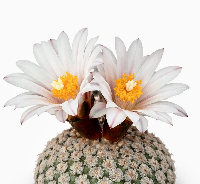 Turbinicarpus valdezianus var. albiflorus rare cactus with white flowers and yellow stamens