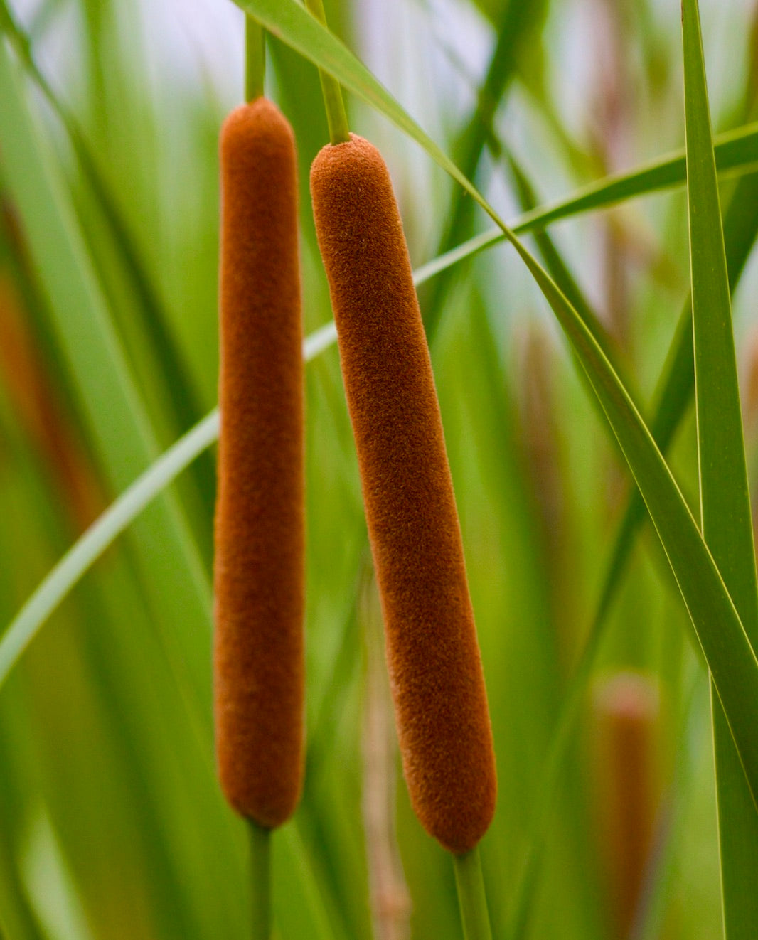 Typha angustifolia dense brown cylindrical flower spikes with slender green leaves