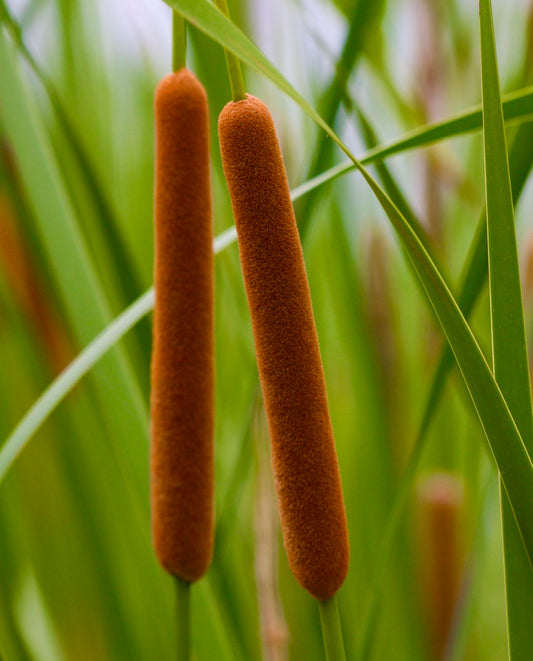 Typha angustifolia dense brown cylindrical flower spikes with slender green leaves