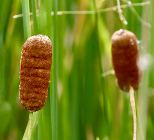 Typha laxmannii dense brown cylindrical flower spikes with green narrow leaves background
