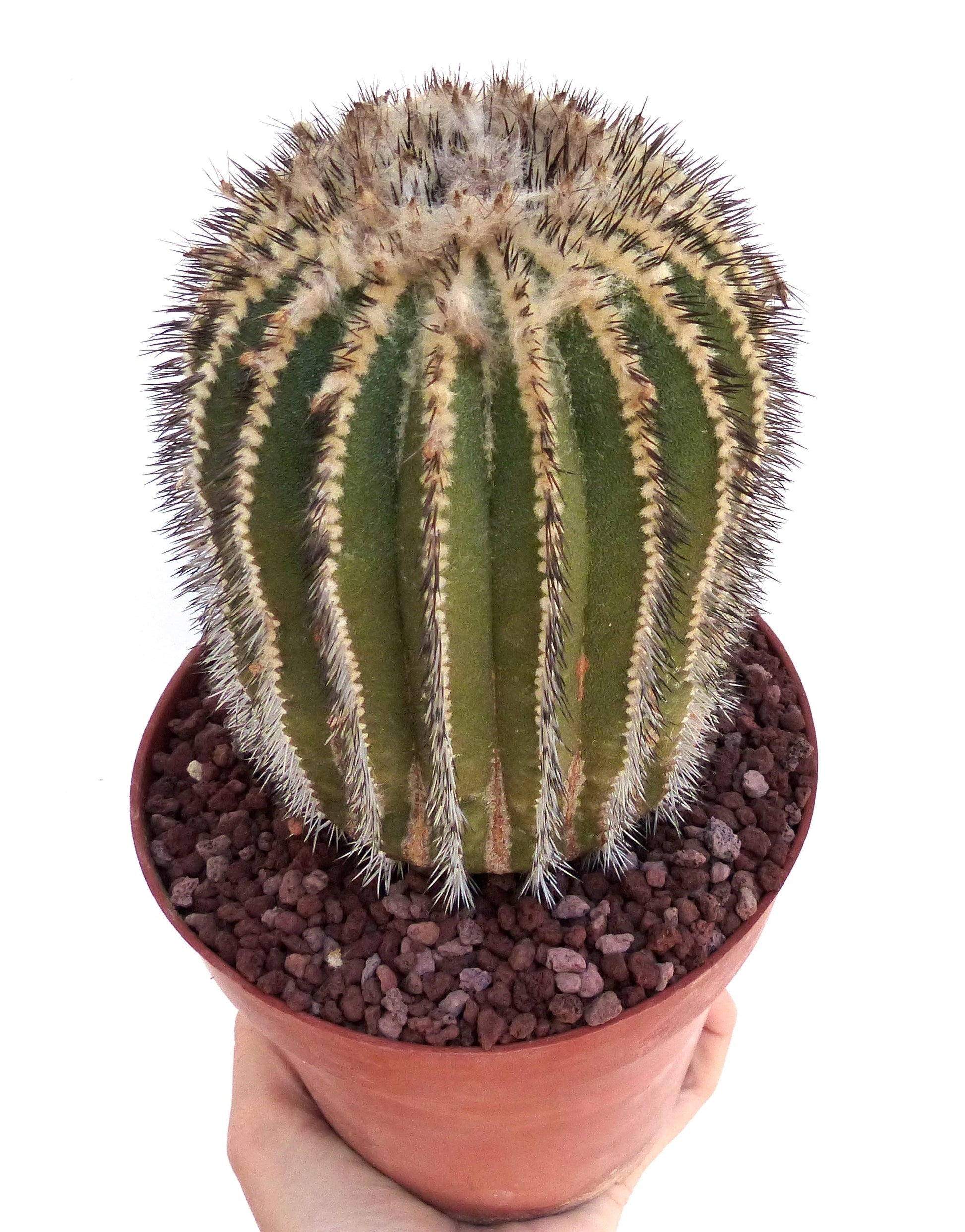 Uebelmannia pectinifera rare succulent cactus with dense spines in terracotta pot held by hand
