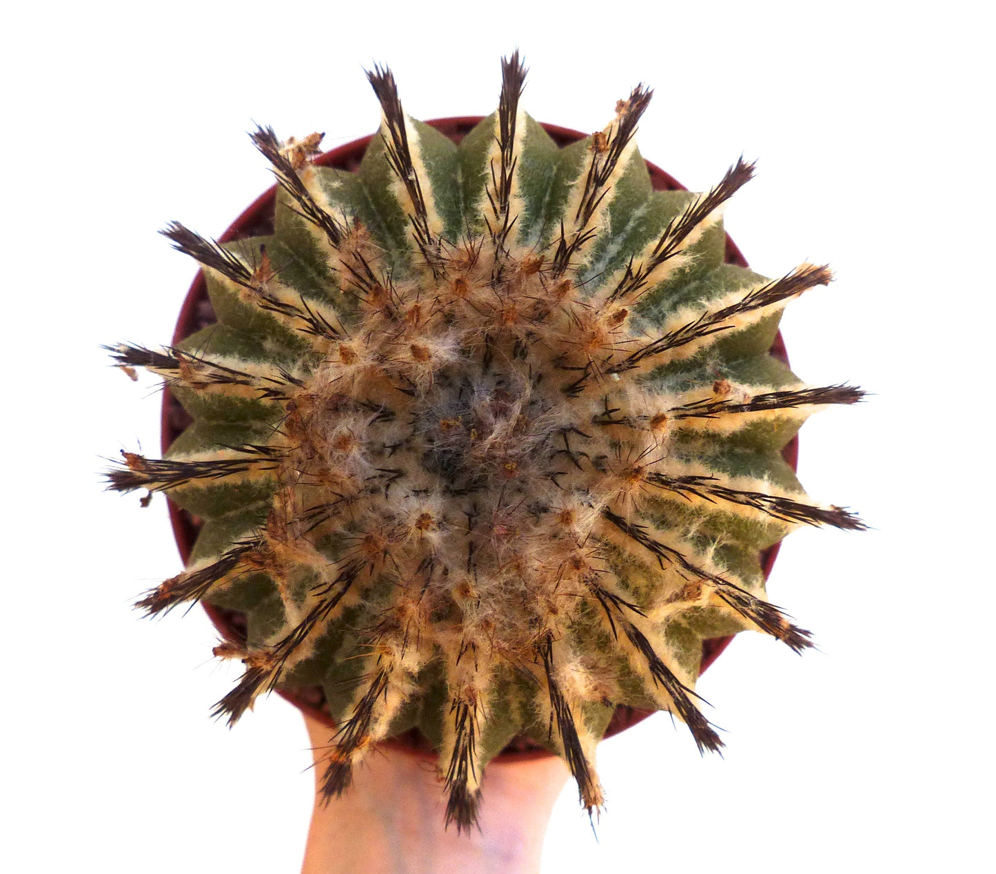Uebelmannia pectinifera rare cactus with long dark spines and woolly areoles in small pot