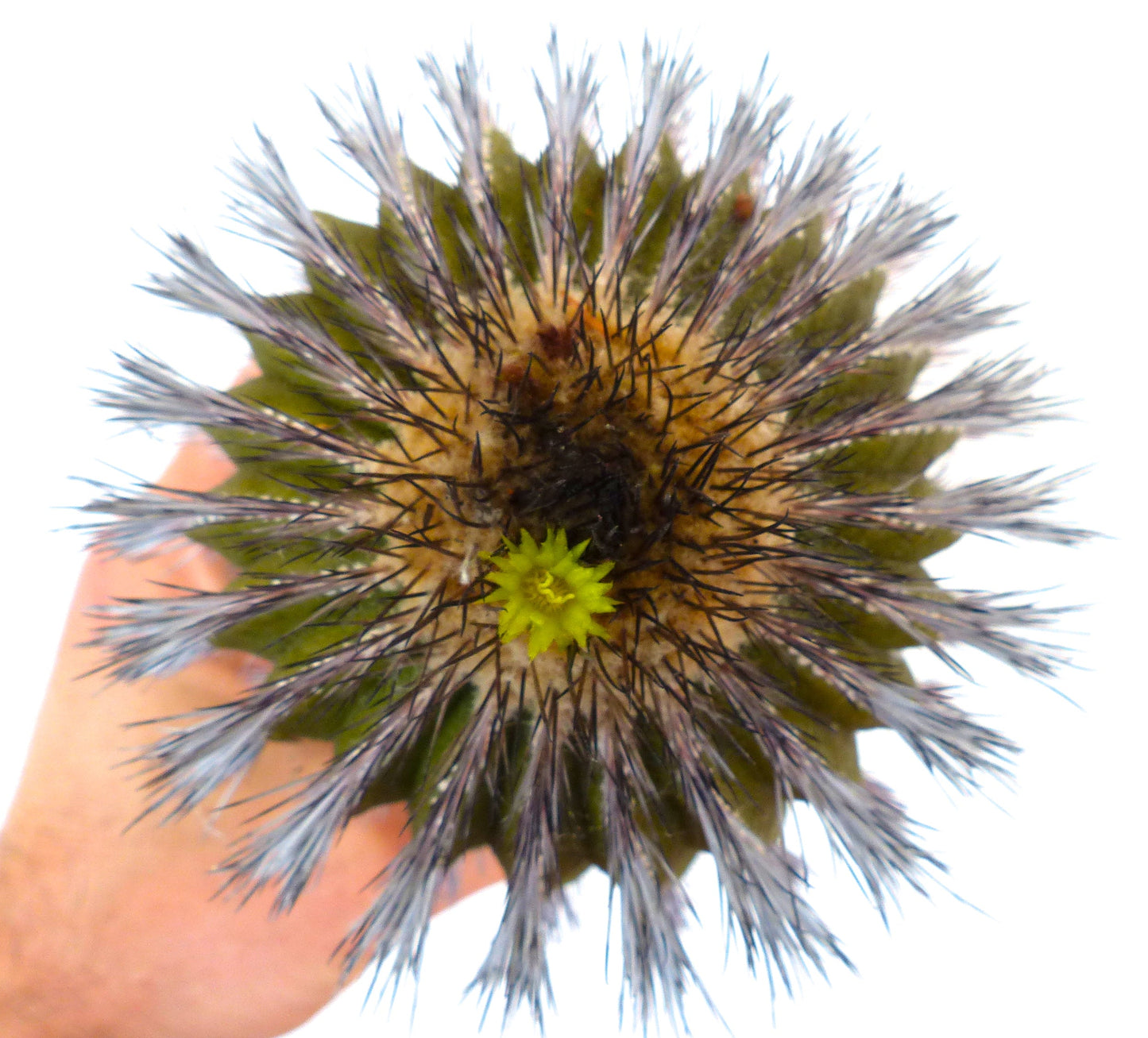 Uebelmannia pectinifera var. multicostata rare cactus with spiny ribs and small yellow flower