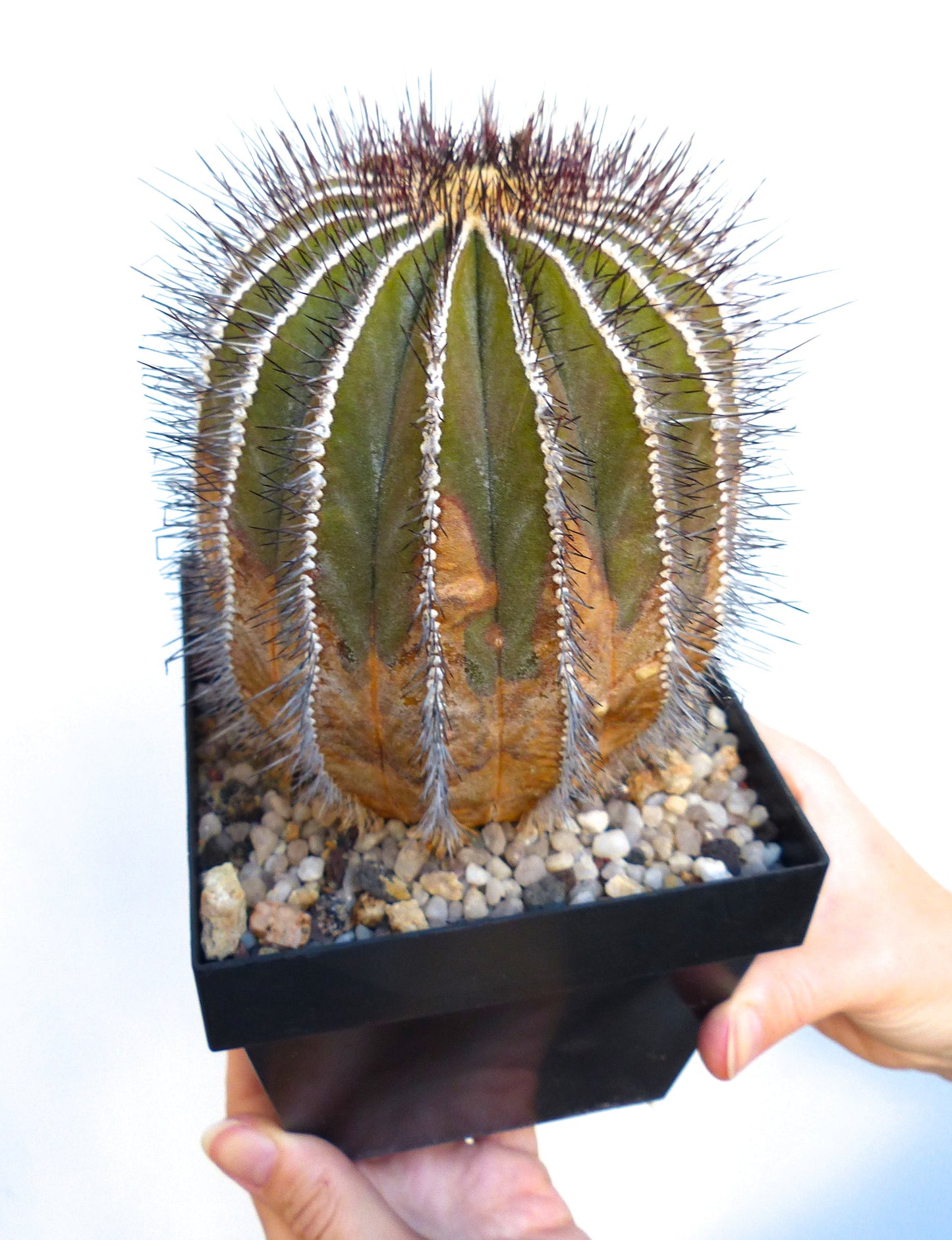 Uebelmannia pseudopectinifera raro cactus con costole verticali e spine scure in vaso nero