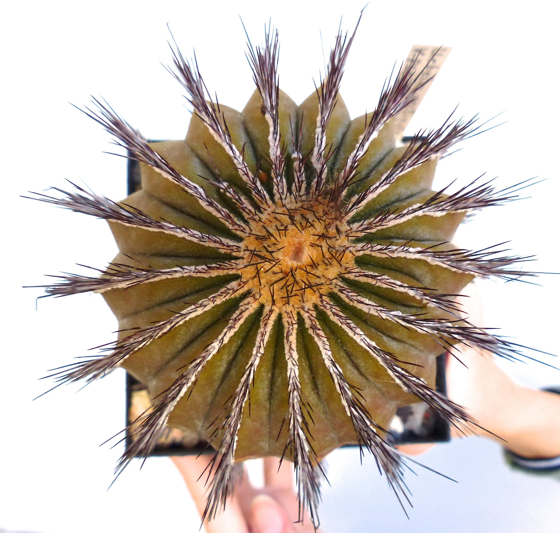 Uebelmannia pseudopectinifera raro cactus con spine scure radiali e corpo succulento costoluto