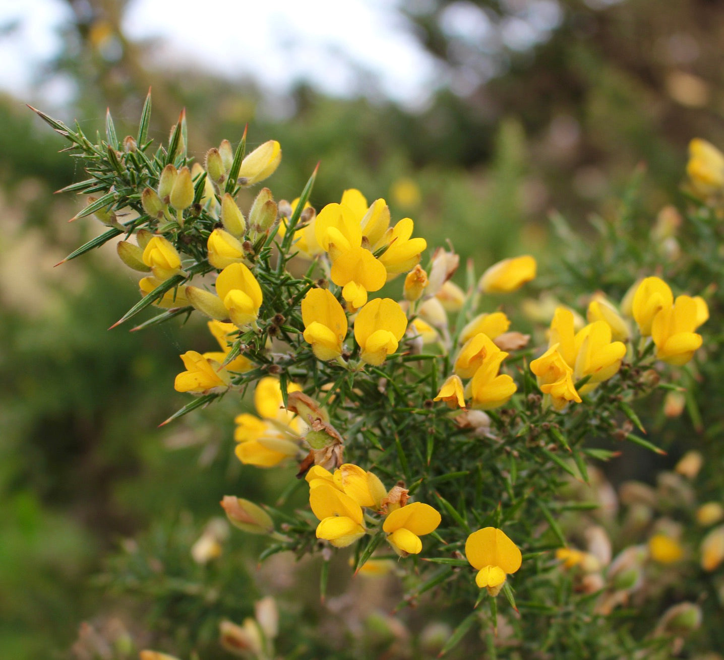 Ulex europaeus shrub with bright yellow pea-like flowers and sharp green spines
