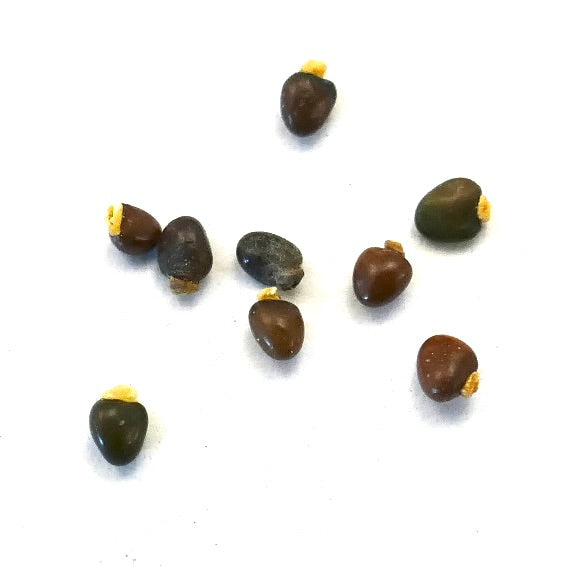 Ulex europaeus seeds small brown glossy with yellow tips on white background