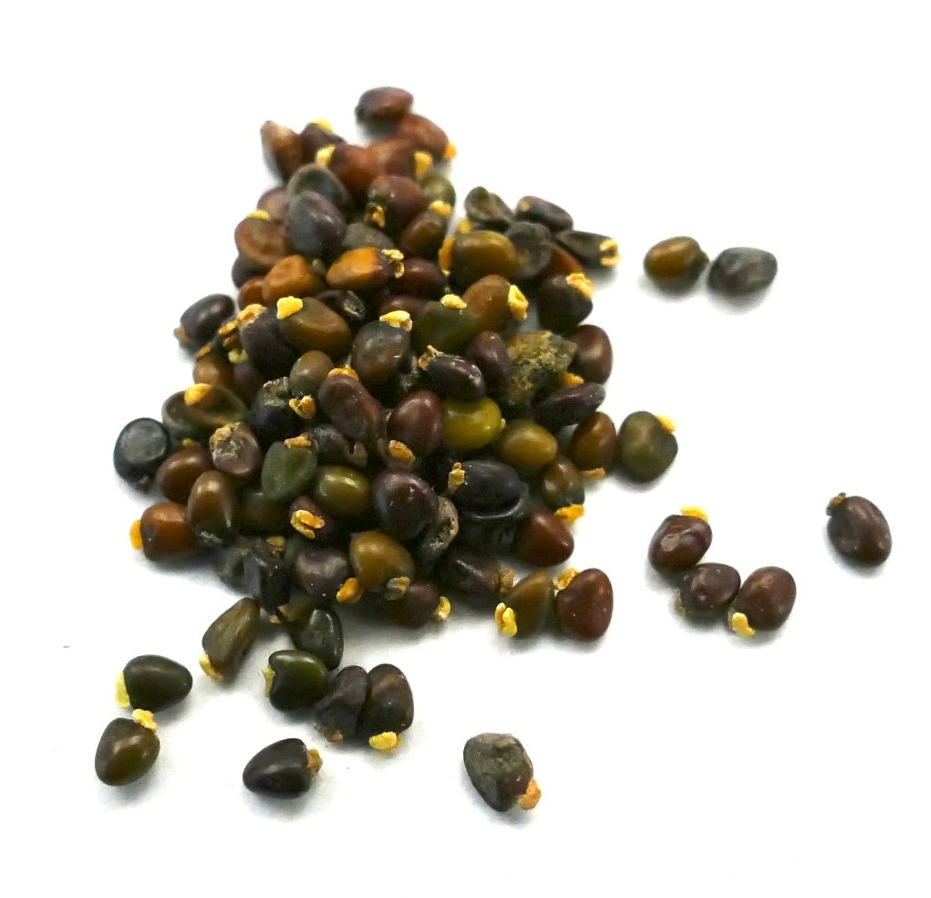 Ulex europaeus seeds in various dark brown and green shades on white background