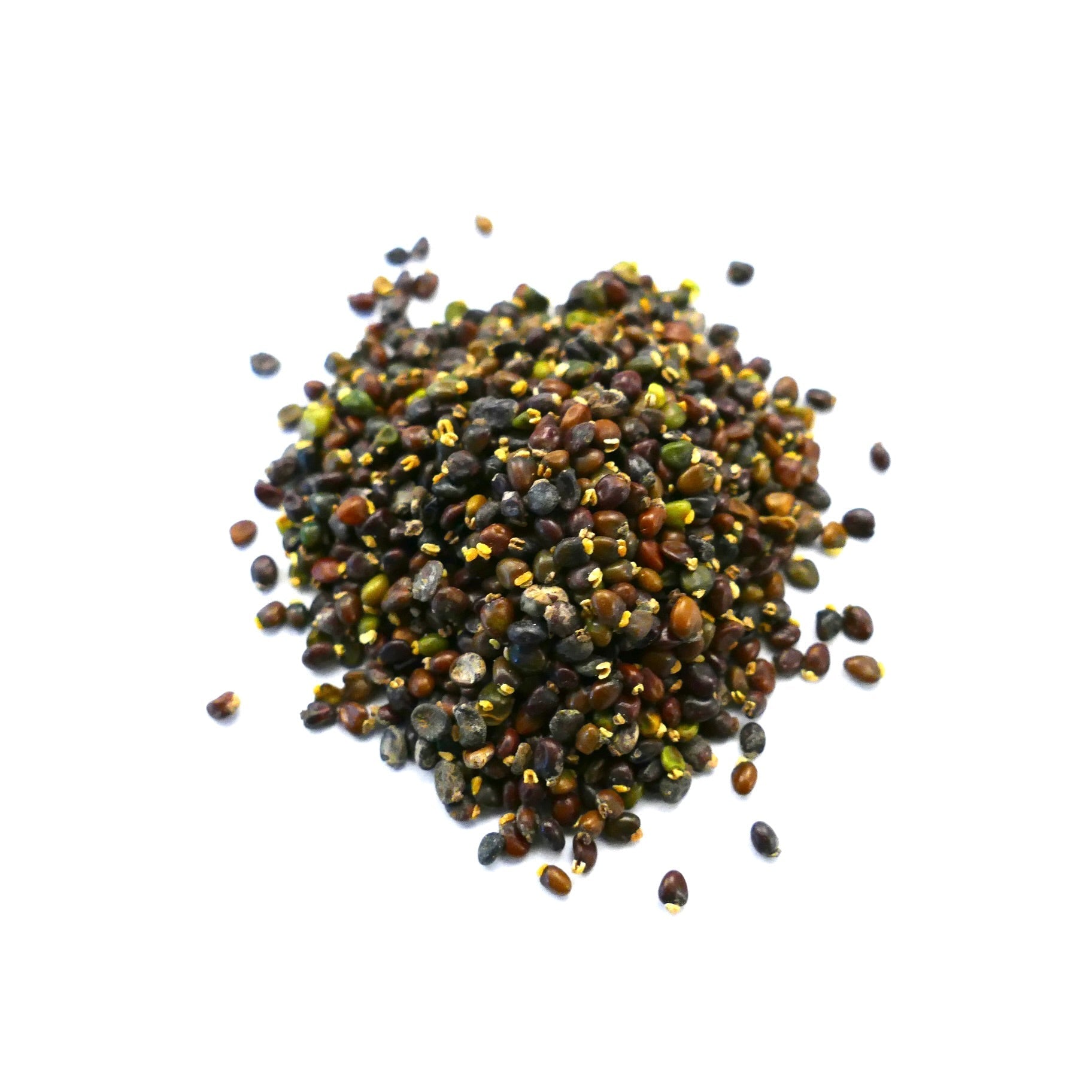 Ulex europaeus seeds in mixed brown and black colors for planting shrub species