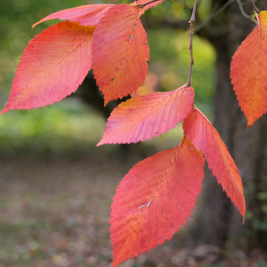 Ulmus laevis vibrant red autumn leaves on slender branches against blurred background