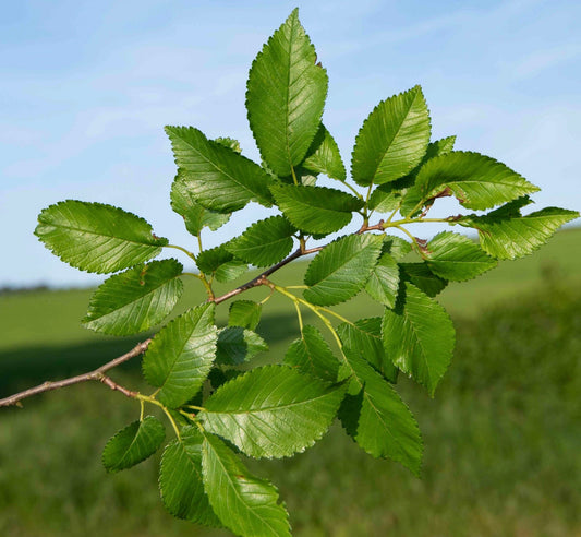 Ulmus minor branch with serrated green leaves against blue sky background