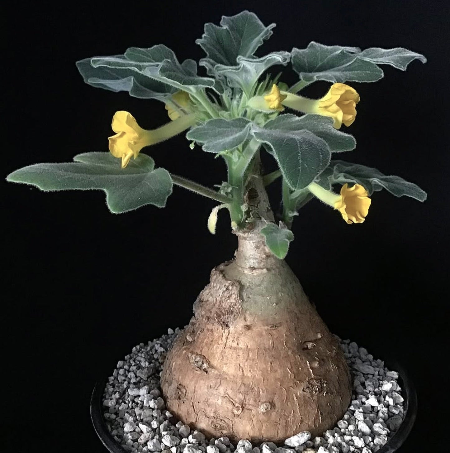 Uncarina roeoesliana rare caudiciform succulent with yellow tubular flowers and textured leaves