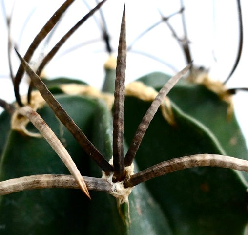 Astrophytum capricorne var. minor cactus con spine lunghe curve e costole verde scuro, primo piano