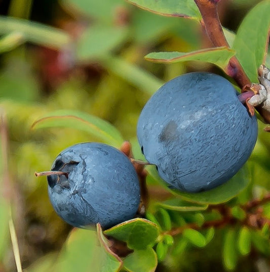 Vaccinium corymbosum ripe blue berries on green leafy branches close-up