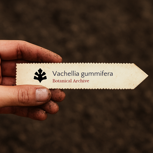 Printed plant label for Vachellia gummifera held by dirty hand with soil background