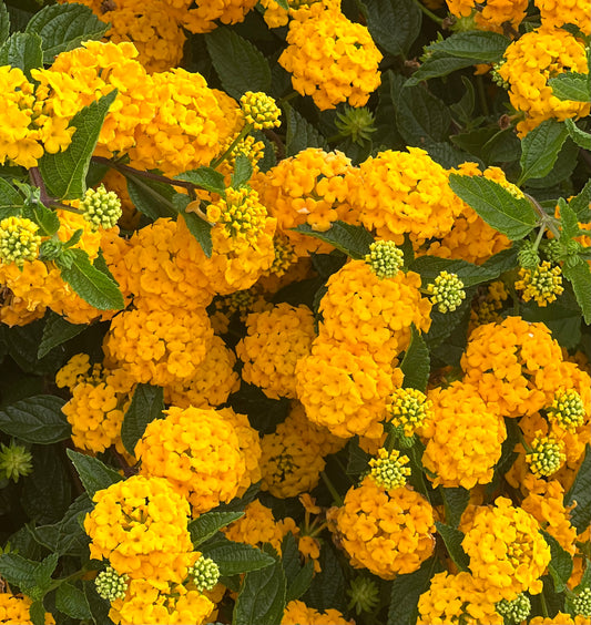 Viburnum lantana vibrant yellow clustered flowers with textured green leaves close-up