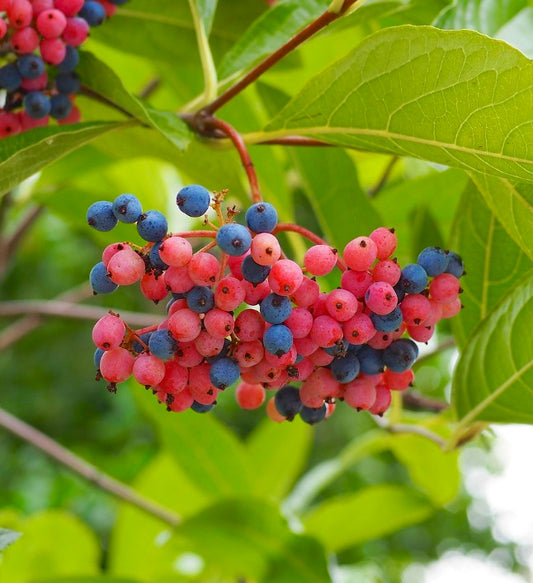 Viburnum nudum clusters of vibrant pink and blue berries with green leaves outdoors