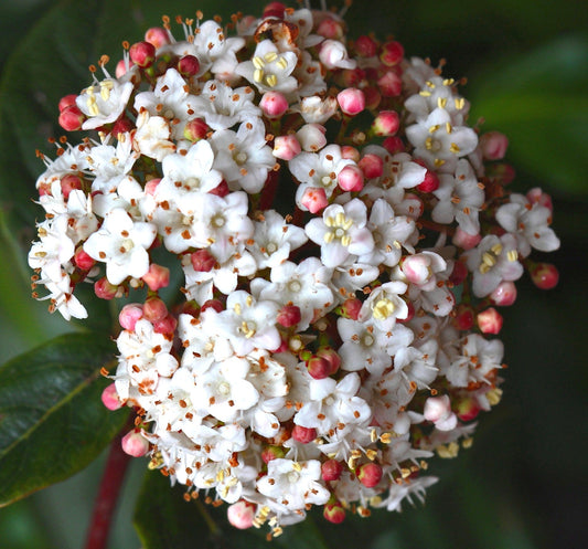 Gruppo di piccoli fiori bianchi di Viburnum tinus con boccioli rosa e foglie verdi