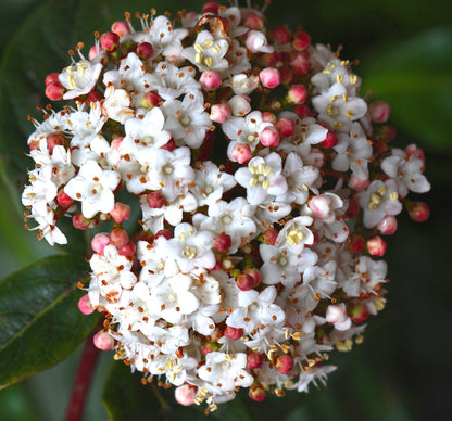 Viburnum tinus cluster of small white flowers with pink buds and green leaves