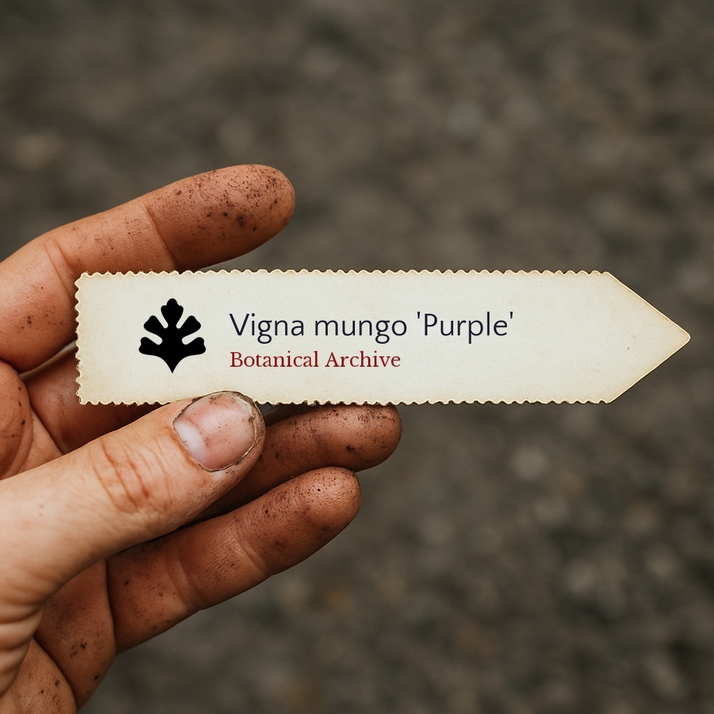 Vigna mungo 'Purple' | Black Gram | 1000 SEMI