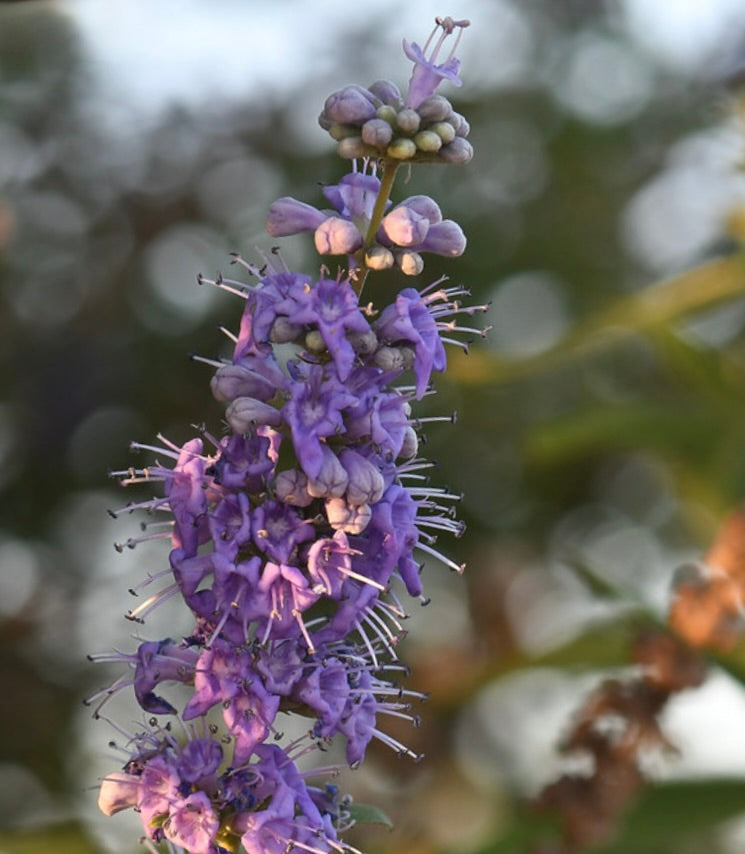 Vitex agnus-castus grappolo di fiori viola vibranti con stami delicati alla luce naturale