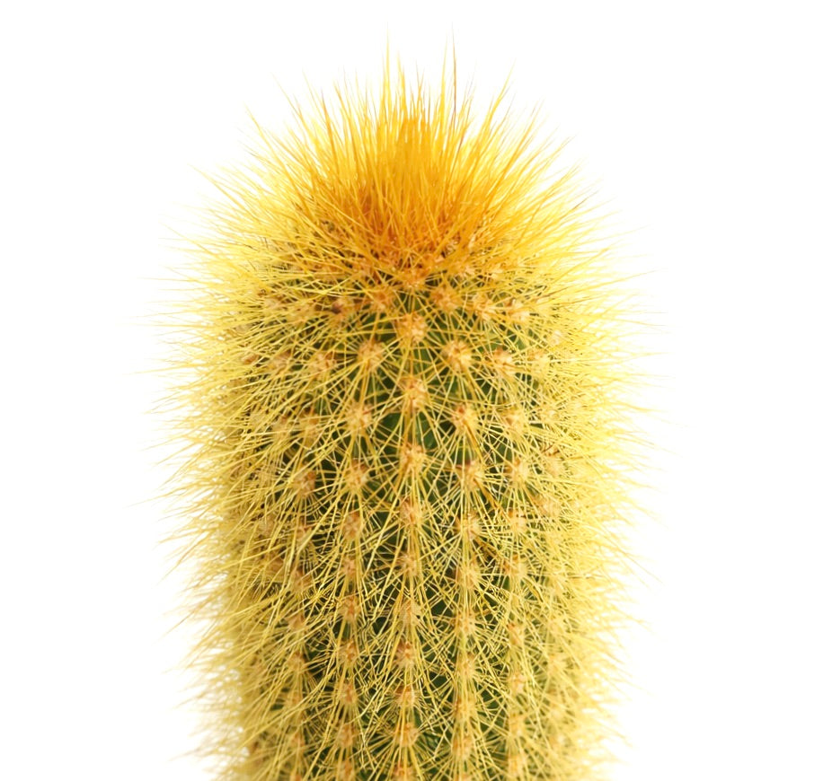 Weberbauerocereus arboreus raro cactus con spine dense giallo oro e forma colonnare