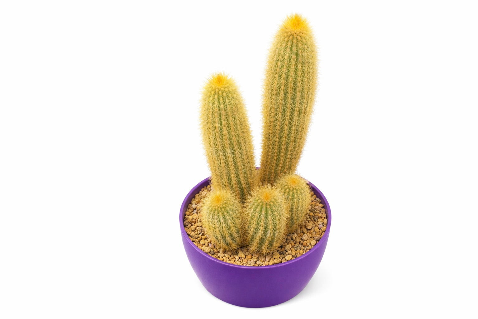 Weberbauerocereus johnsonii yellow spined cactus cluster in purple pot with gravel soil